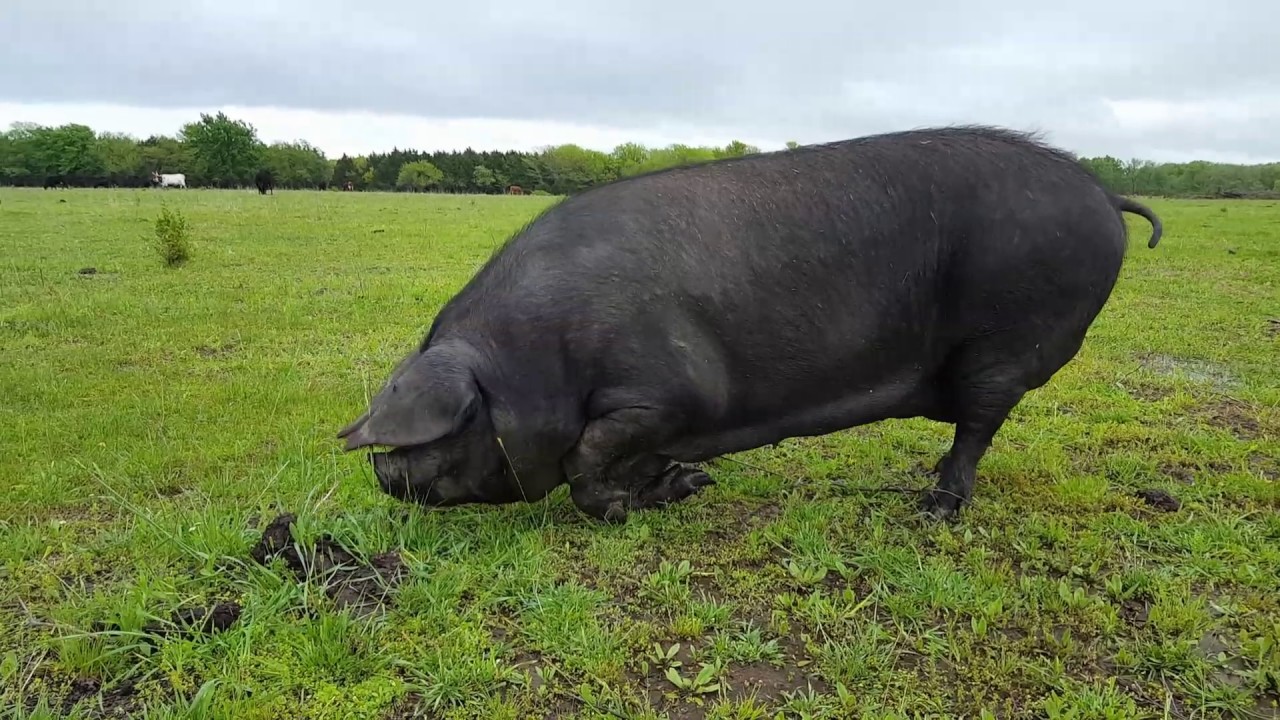 Первый огромный черный. Порода свиней Блэк. Корнуэльская порода свиней. Крупная чёрная порода свиней. Крупная черная порода.